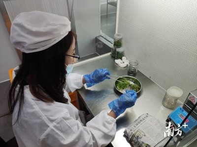 梅州 統(tǒng)籌涉農資金辦大事，南藥產業(yè)發(fā)展獲生物科技研究強力支撐